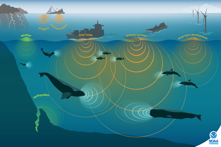 Infographic showing contributors to the marine soundscape. Cross-sectional view of ocean, with ships, wind turbines, fishing at surface, animals, and earthquakes at depth. Noise is suggested by concentric rings emanating from each sound source.